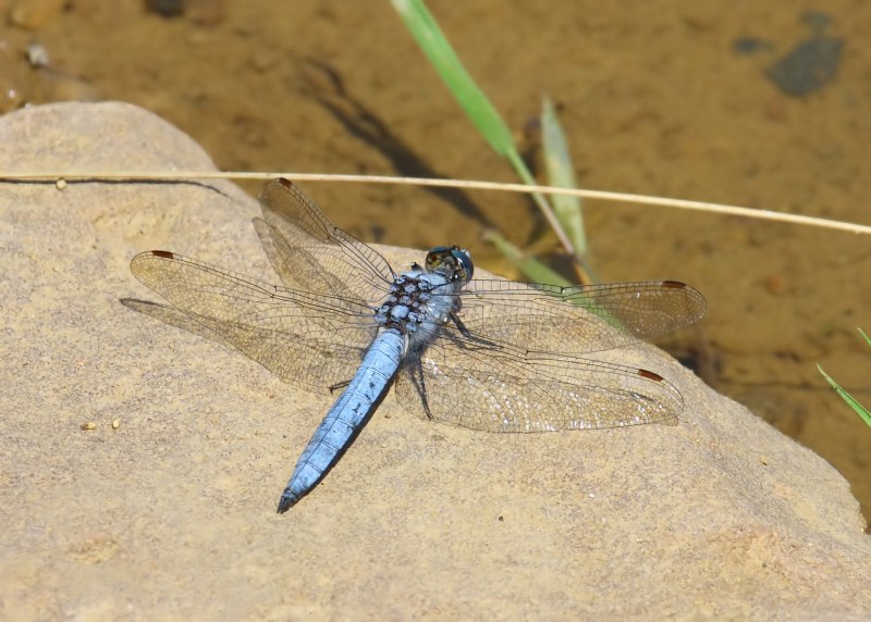 Равнокрылые Стрекозы (Zygoptera)