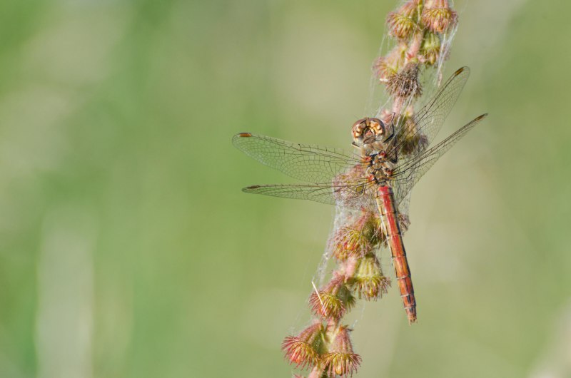 Sympetrum vulgatum