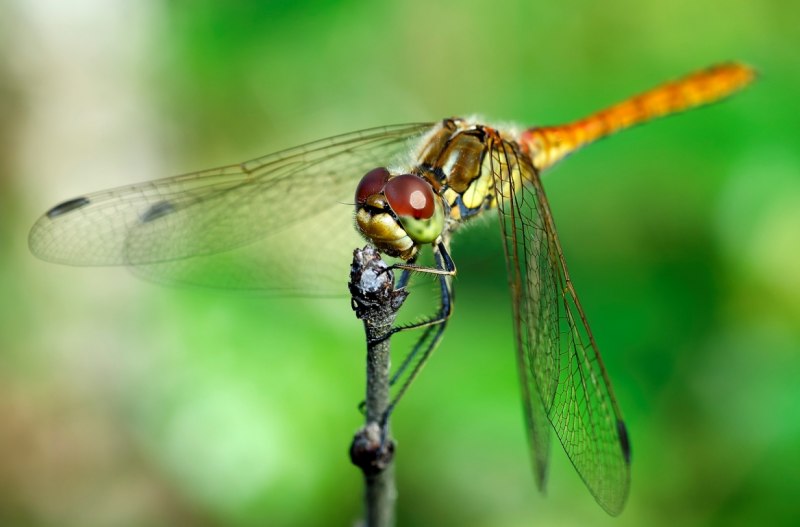 Ophiogomphus Cecilia