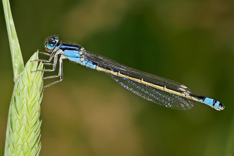 Sympetrum vulgatum