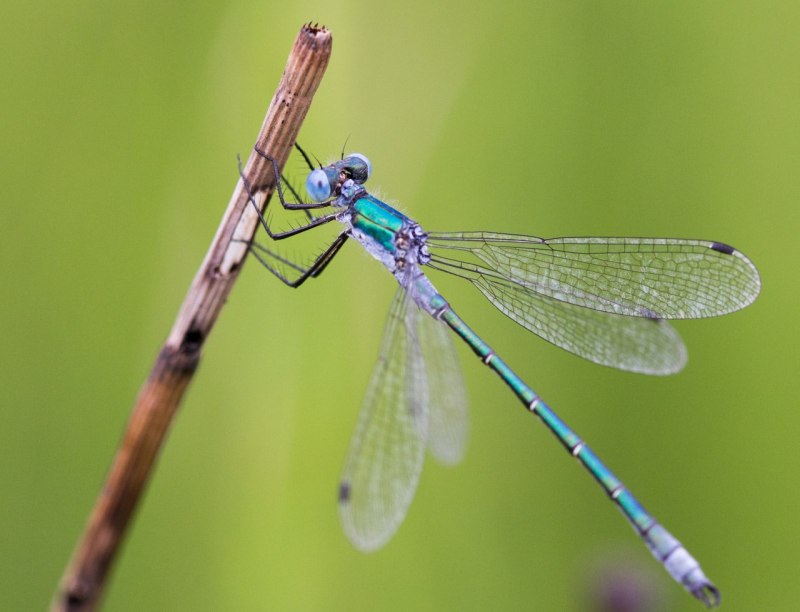 Onychogomphus forcipatus