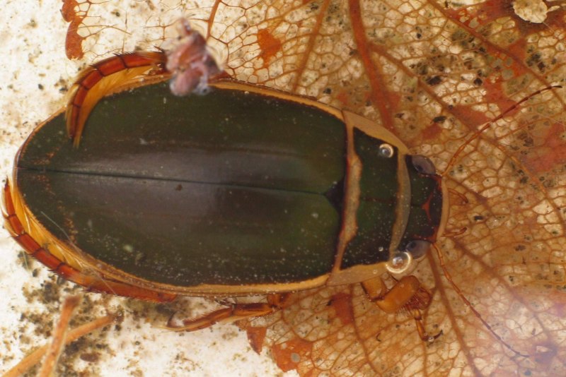 Жук-плавунец Dytiscus marginalis