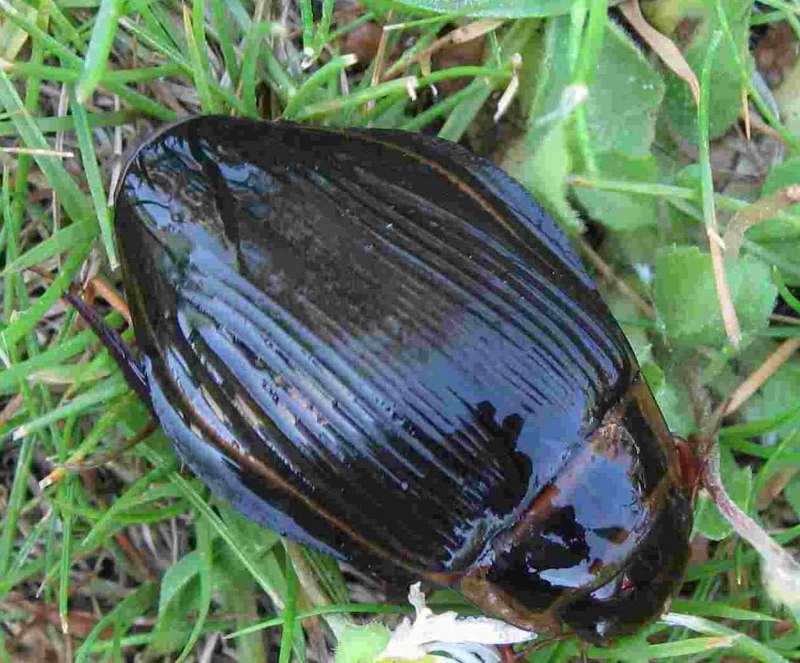Dytiscus Latissimus