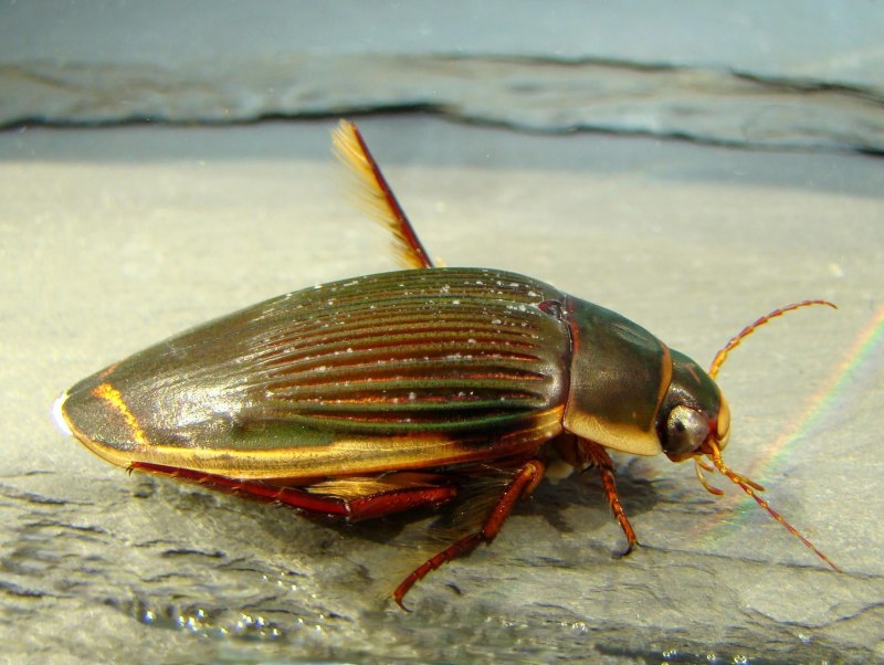 Жук-плавунец (Dytiscus marginatus)