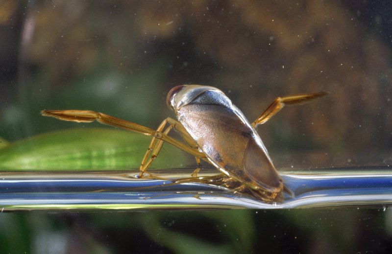 Жук Dytiscus marginalis