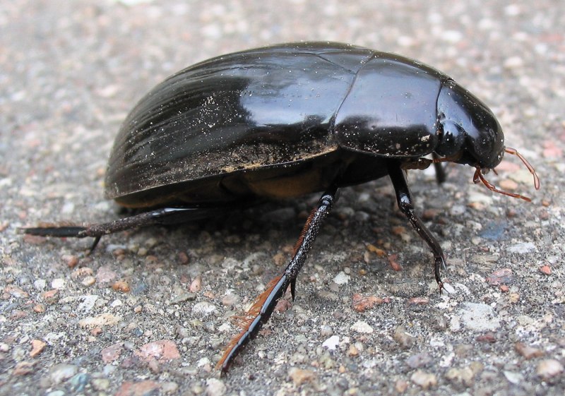 Жук Dytiscus marginalis