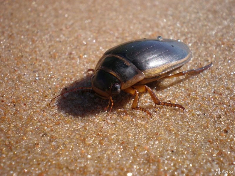 Жук-плавунец Dytiscus marginalis