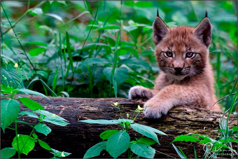 Lynx Cub