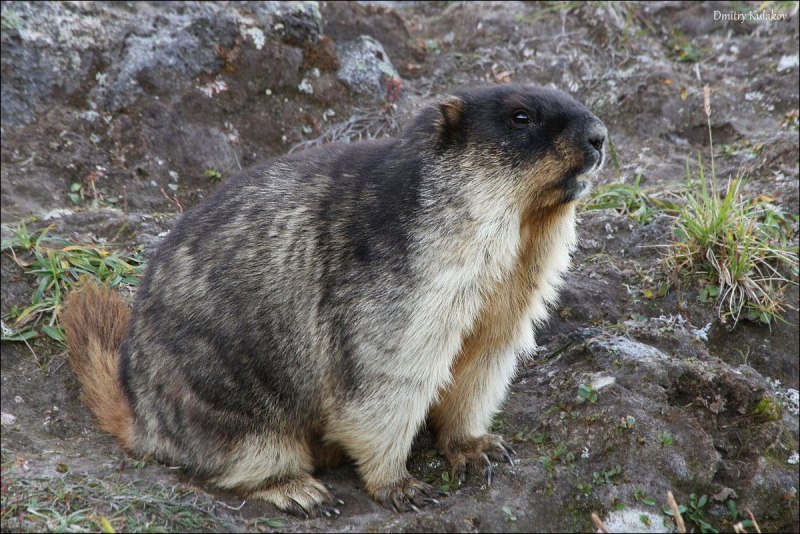 Монгольский сурок (Marmota sibirica)