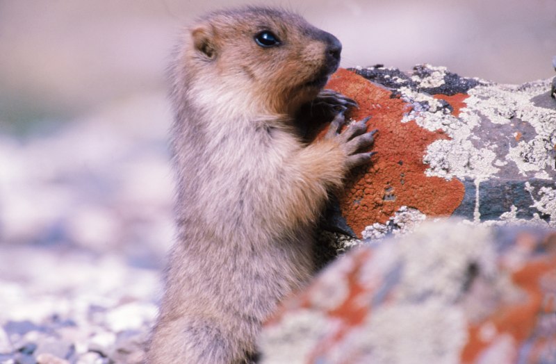 Монгольский сурок (Marmota sibirica)