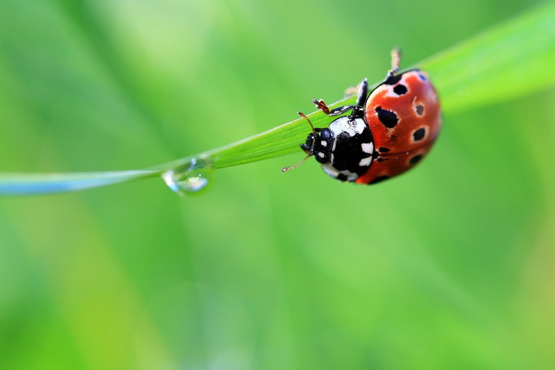 Божья коровка Harmonia axyridis