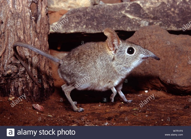 Длинноухий прыгунчик (Elephant Shrew)