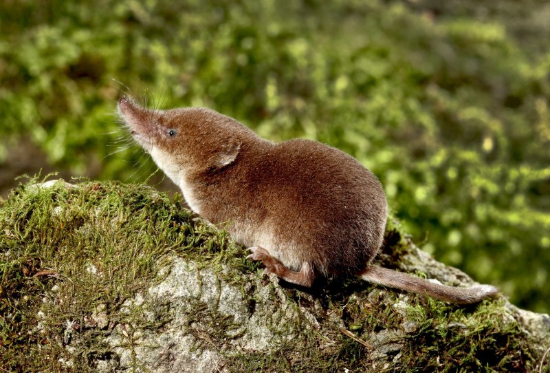 Macroscelides Micus