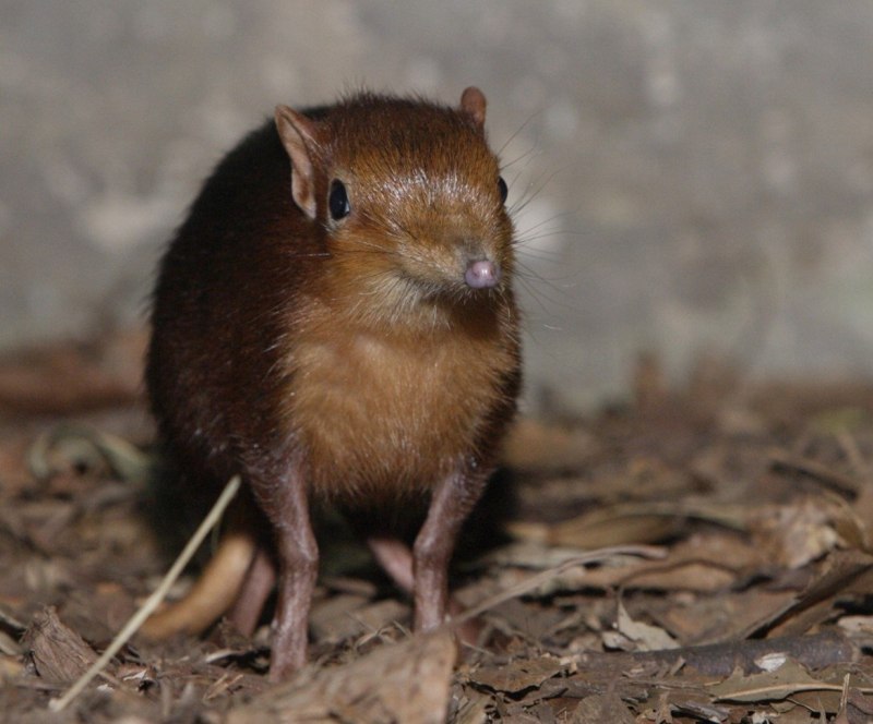 Macroscelides proboscideus