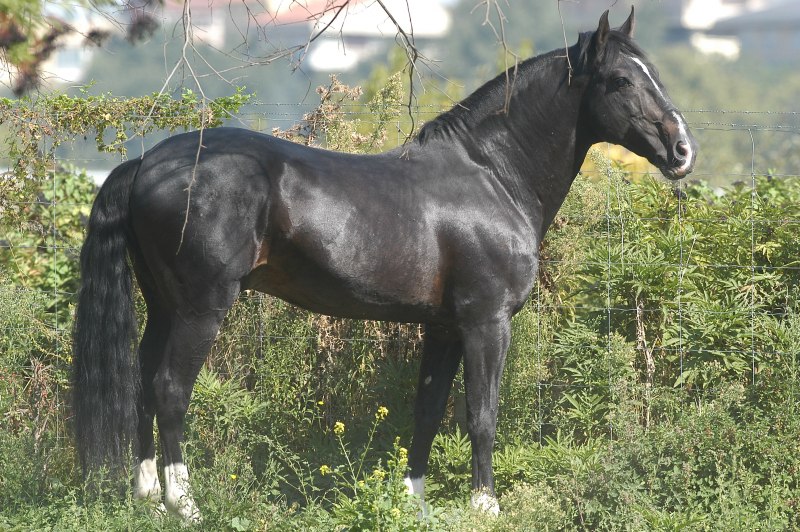 Лошади арабские скакуны