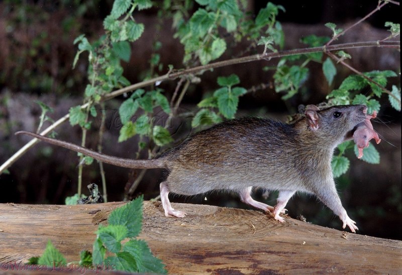 Серая крыса (Пасюк) - Rattus norvegicus.