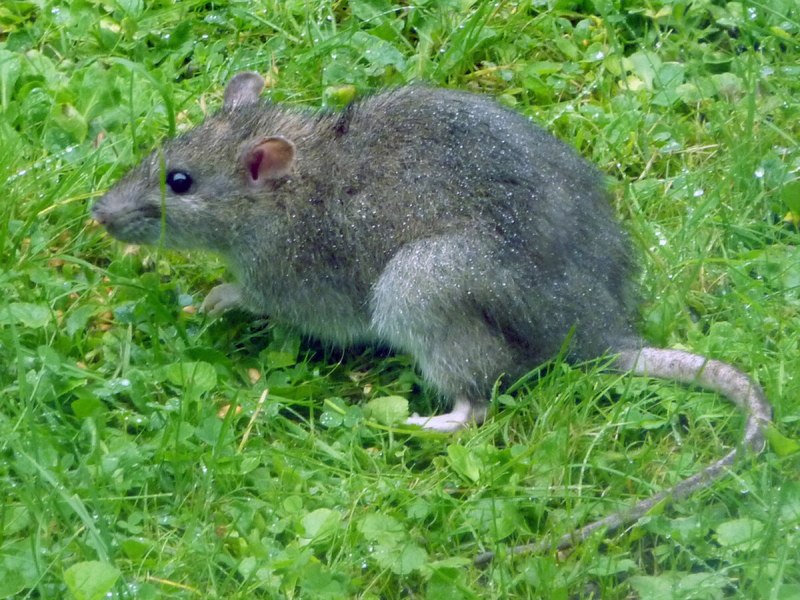 Серая крыса Rattus Rattus