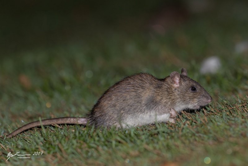 Серая крыса (Пасюк) - Rattus norvegicus.