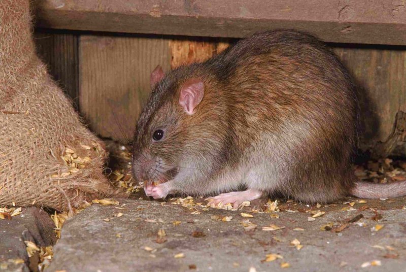Серая крыса (Rattus norvegicus berkenhout, 1769)