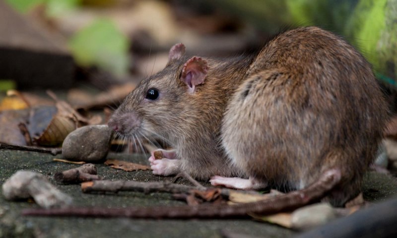 Серая крыса Rattus norvegicus