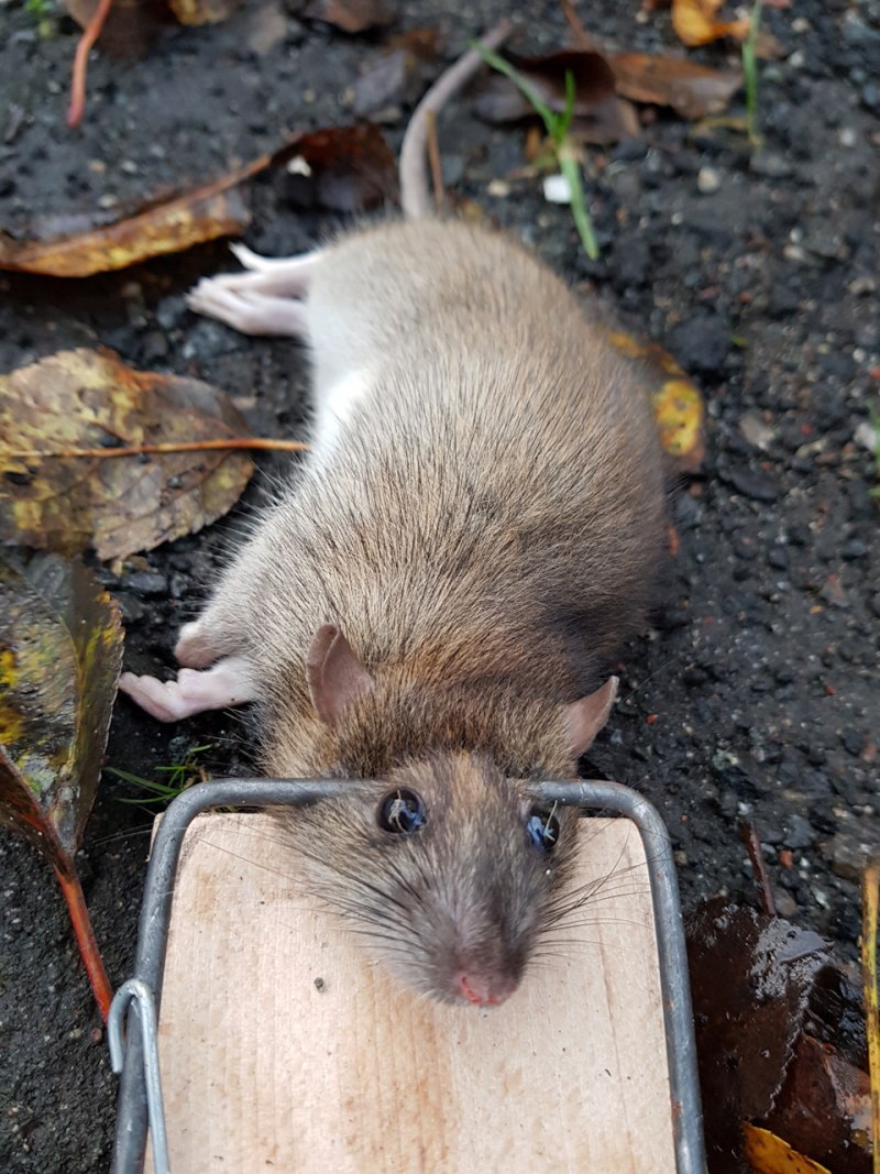 Серая крыса (Пасюк) - Rattus norvegicus.