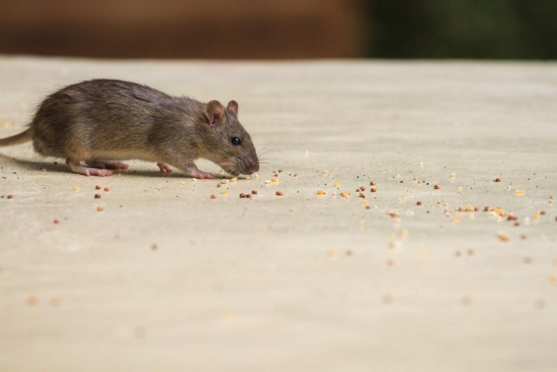 Мышь амбарная (72 фото)