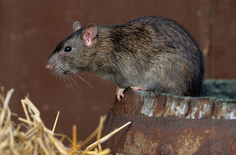 Серая крыса Rattus norvegicus