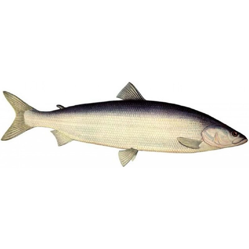 Белорыбица - Stenodus leucichthys (
