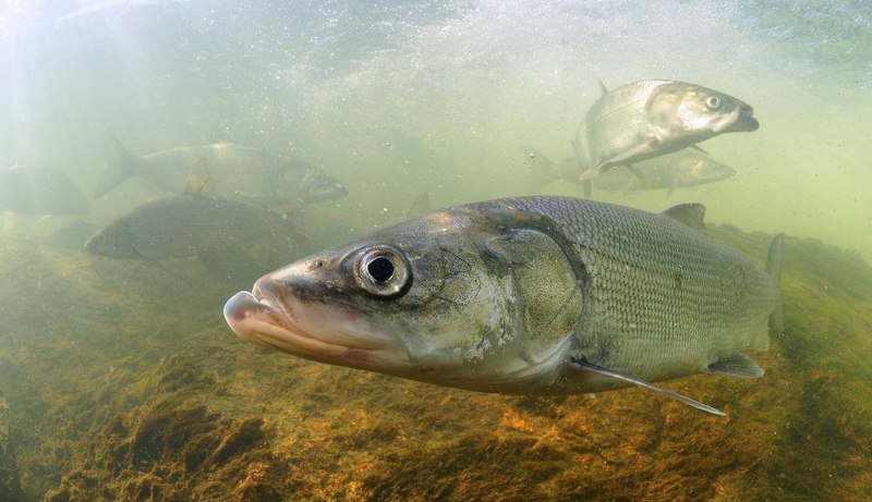 Нельма (Stenodus leucichthys)