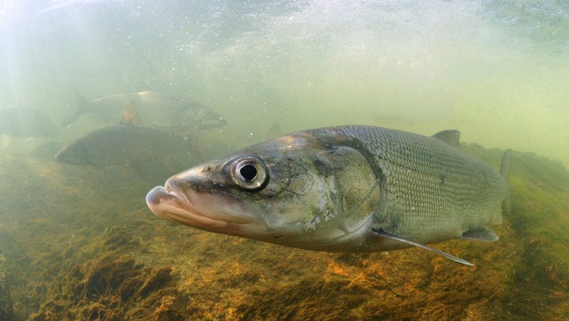 Нельма Stenodus leucichthys Nelma