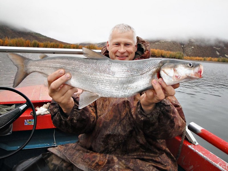 Нельма (Stenodus leucichthys)