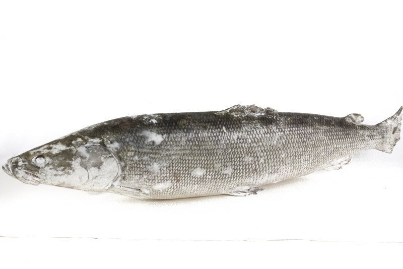 Белорыбица - Stenodus leucichthys (