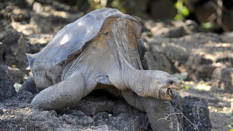 Абингдонская слоновая черепаха (64 фото)
