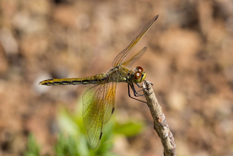Стрекоза желтая Sympetrum flaveolum