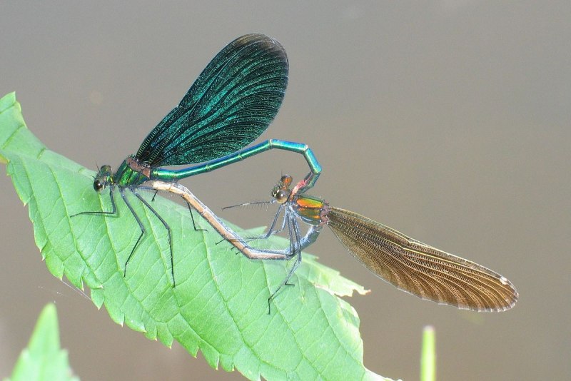 Calopteryx Virgo (красотка-девушка)