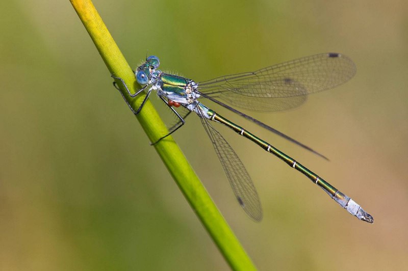 Лютка-Дриада (Lestes Dryas)
