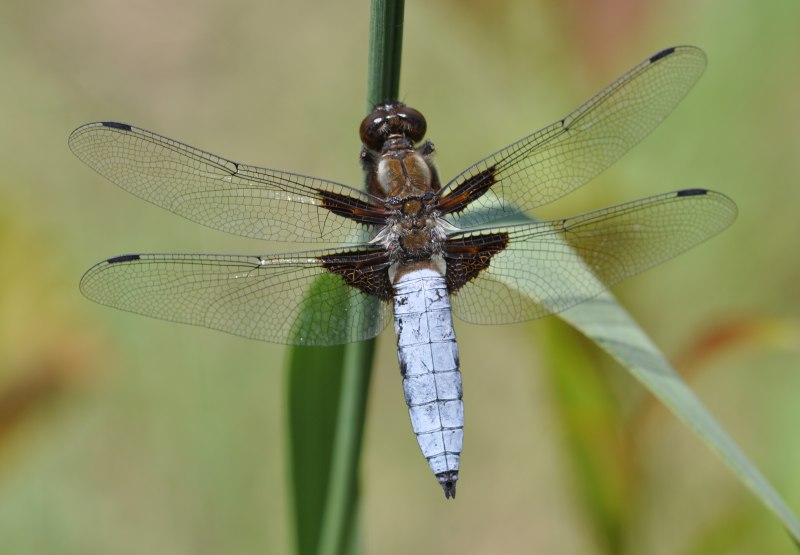 Sympetrum sanguineum