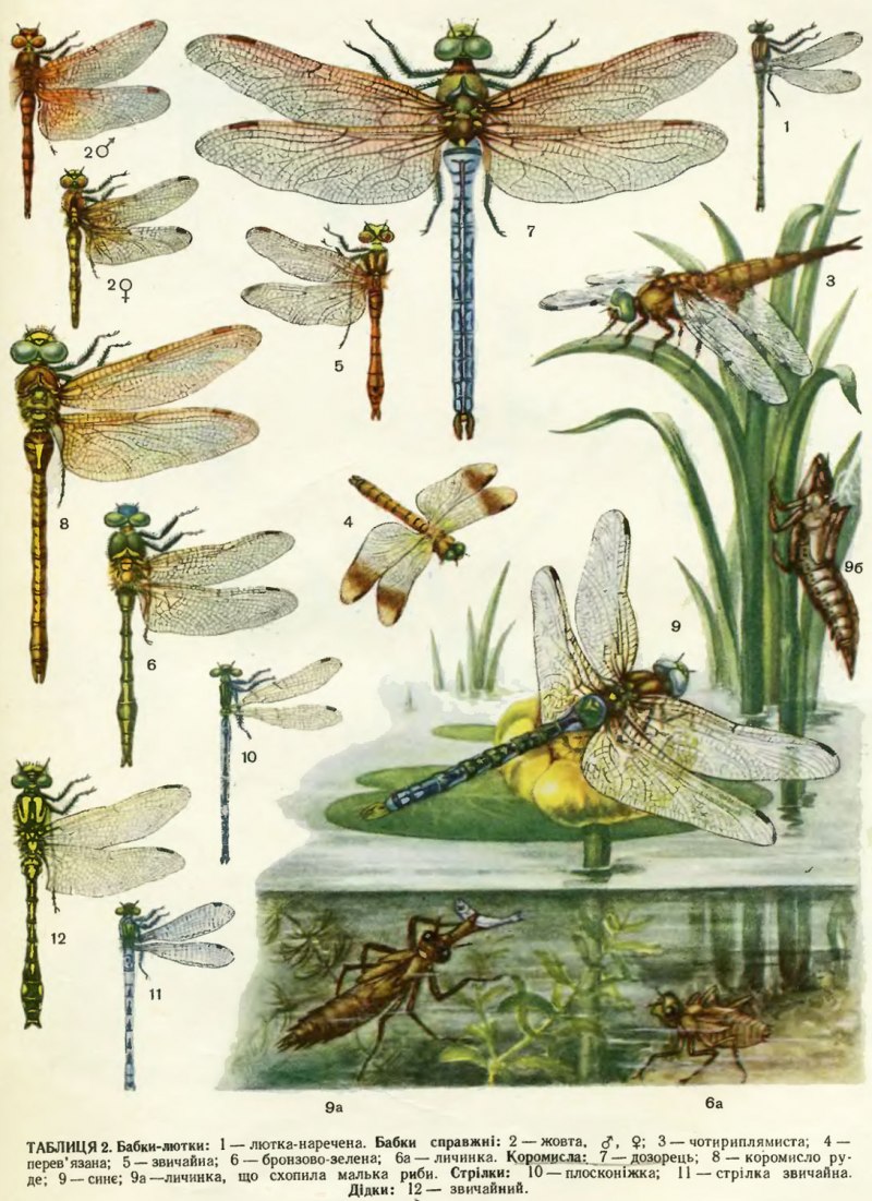 Aeshna cyanea