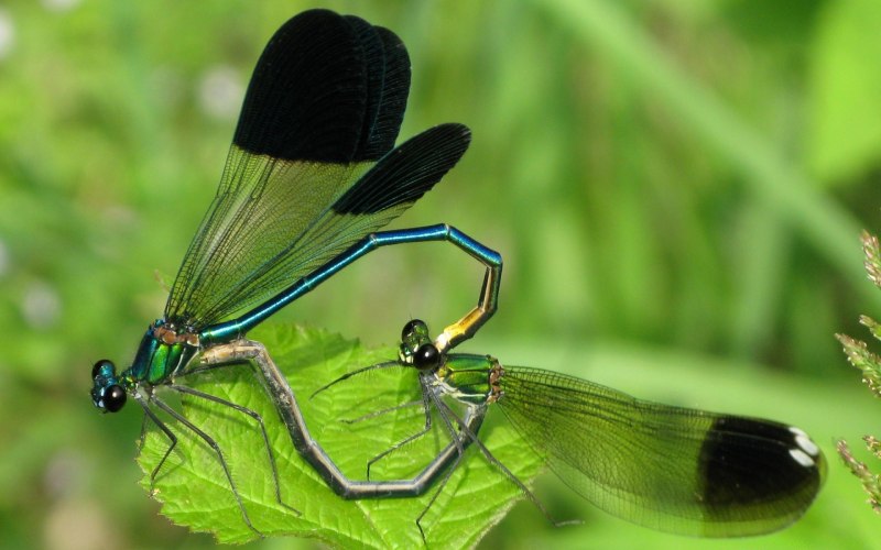 Libellula depressa l. – Стрекоза плоская