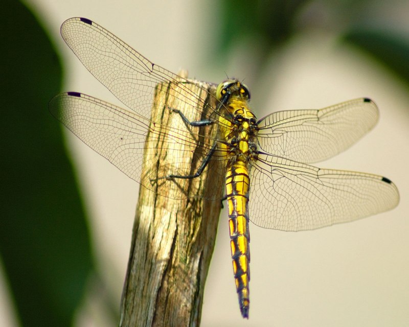 Красотка-девушка (Calopteryx Virgo l.)