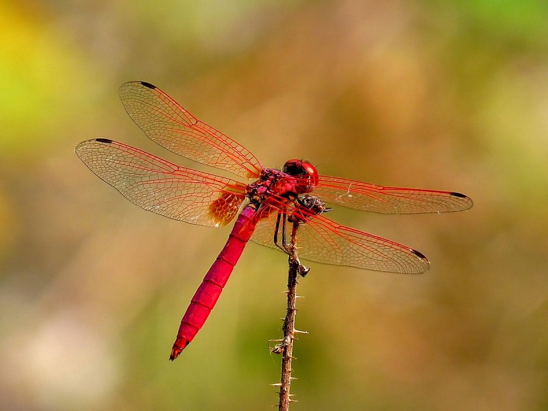 Стрекоза Trithemis Aurora