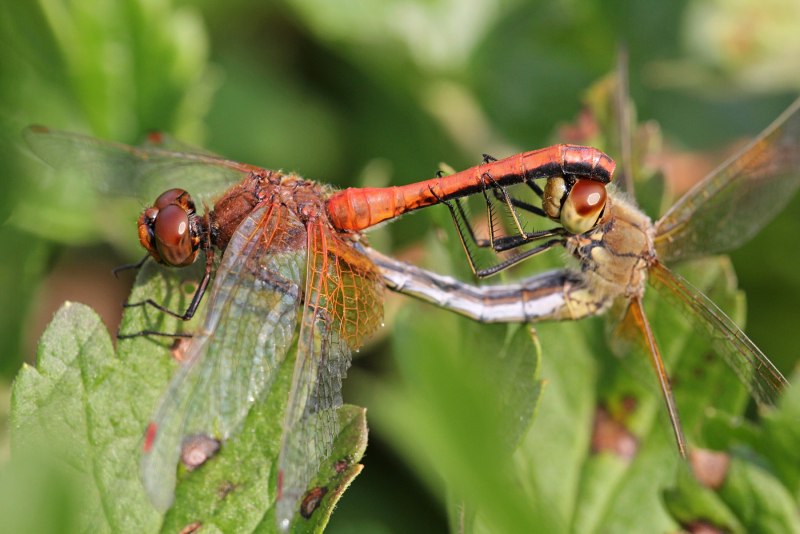 Sympetrum pedemontanum
