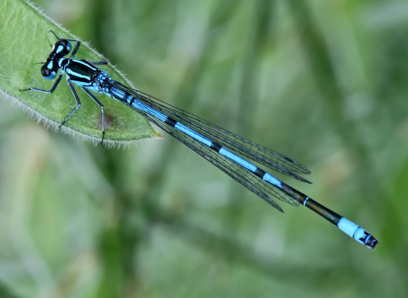 Sympetrum striolatum