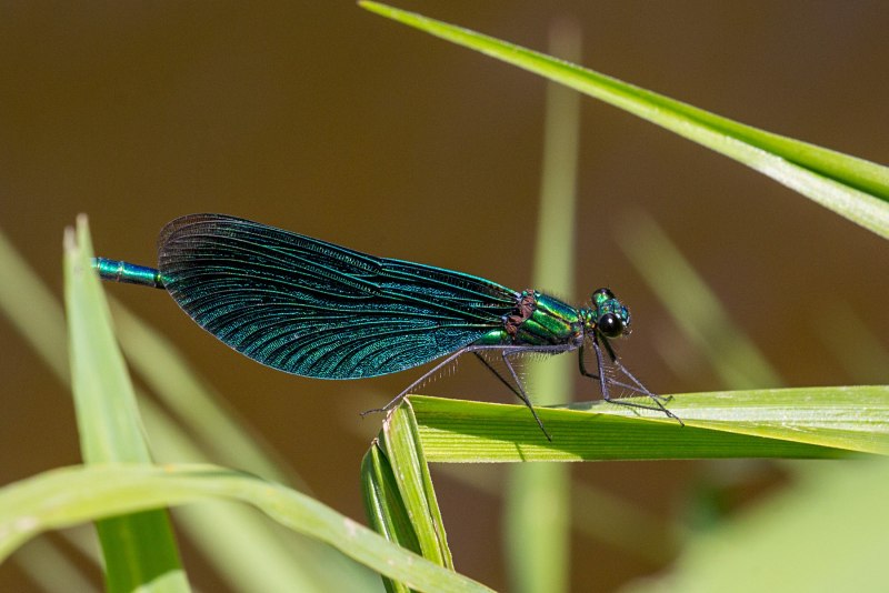 Стрекоза Calopteryx Virgo