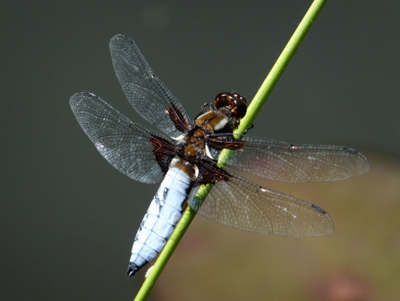 Demoiselle . Стрекоза