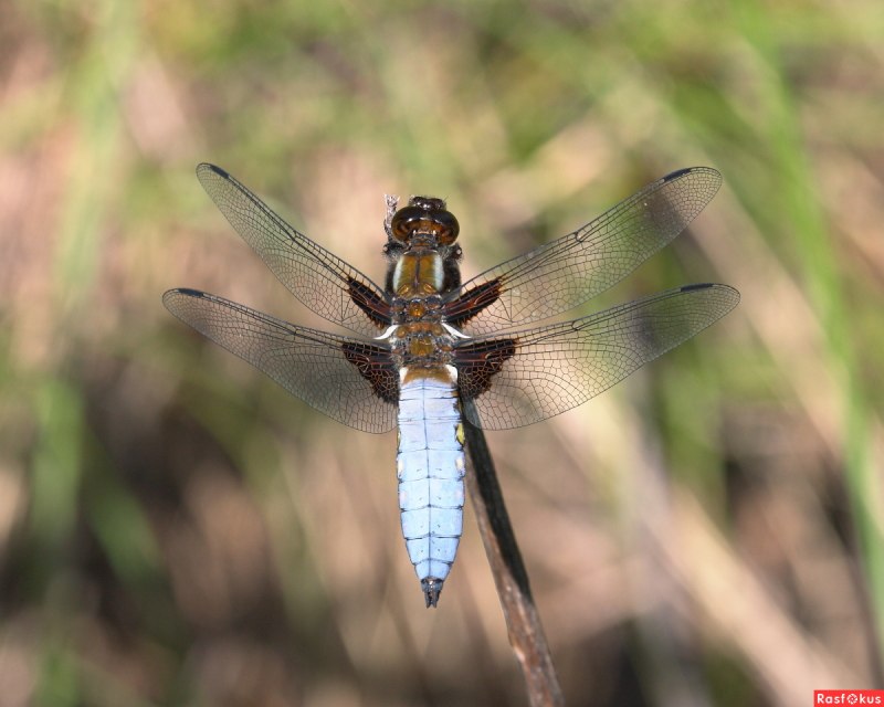 Красотка блестящая (Calopteryx splendens)