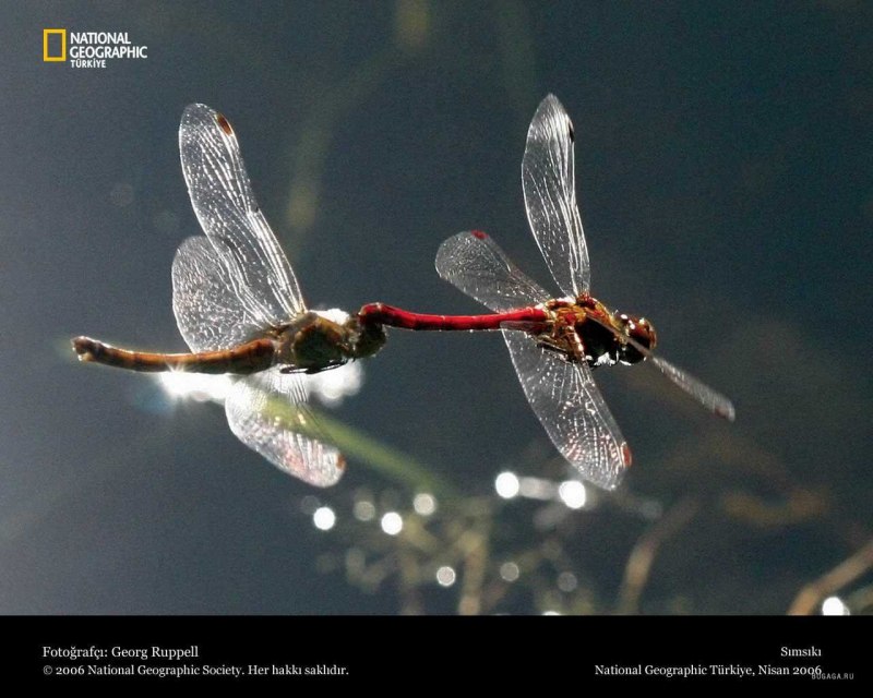 Семейство Libellulidae