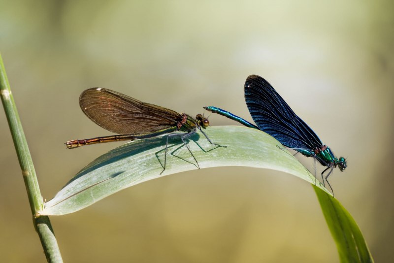 Ischnura elegans личинка