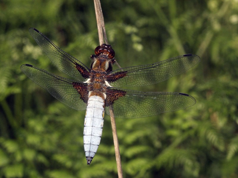 Anisozygoptera Стрекоза