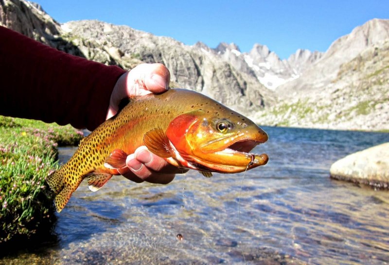 Микижа Oncorhynchus mykiss